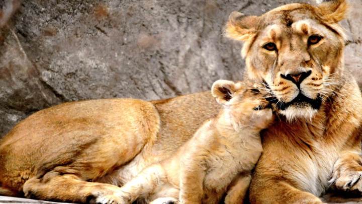 This Is Mother Love